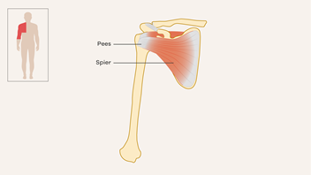 Illustratie van een schouder met pezen en spieren.